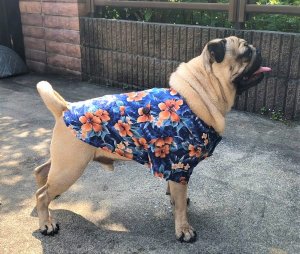 画像1: 犬服　アロハシャツ型紙　小型犬〜中型犬用