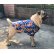 画像1: 犬服　アロハシャツ型紙　小型犬〜中型犬用 (1)