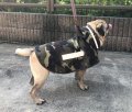 犬服　レインコート型紙　小型犬〜中型犬用