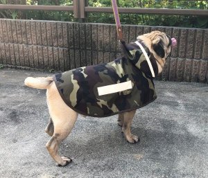 画像1: 犬服　レインコート型紙　小型犬〜中型犬用