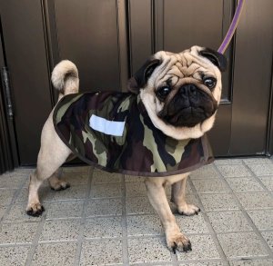 画像2: 犬服　レインコート型紙　小型犬〜中型犬用