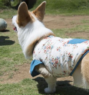 画像2: 犬服　キャップスリーブタンクトップ型紙　小型犬〜中型犬用