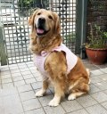 【犬用】クールベスト型紙・大型犬用（L）