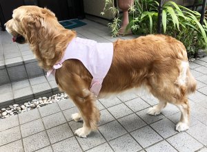 画像2: 【犬用】クールベスト型紙・大型犬用（L）