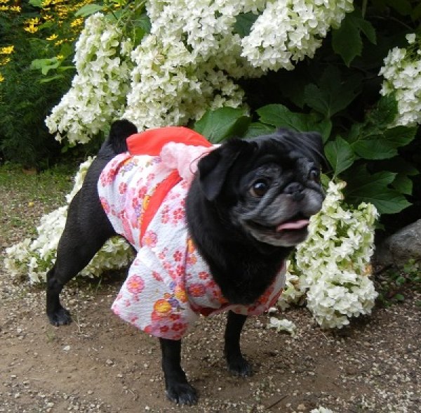 画像6: 犬服 浴衣型紙(小型犬用) (6)