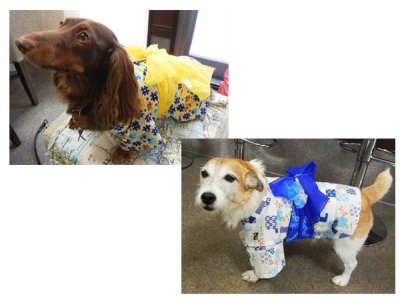 画像3: 犬服　浴衣型紙（小型犬用）