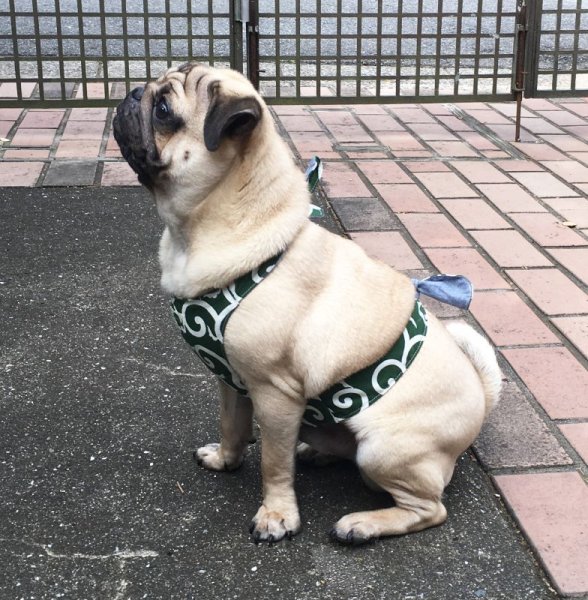 画像2: 犬用 クールエプロン型紙・小型犬用(XS、S) (2)