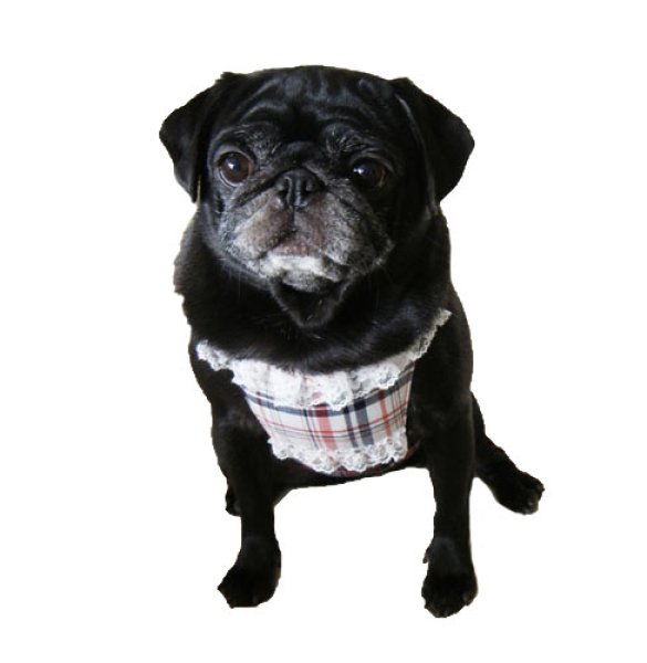 画像3: 犬用 クールエプロン型紙・小型犬用(P) (3)