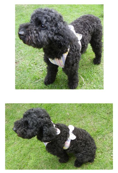 画像4: 犬用 クールエプロン型紙・小型犬用(P) (4)