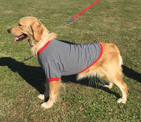 犬服　Tシャツ型紙　大型犬用