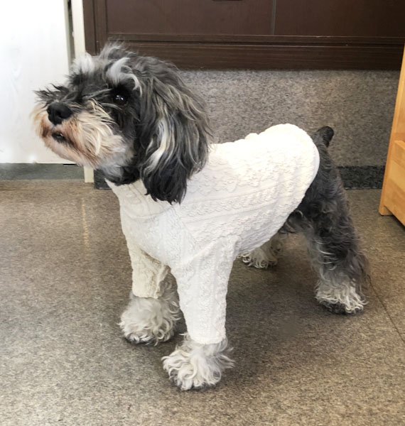 画像2: 犬服 ハイネック長袖Tシャツ型紙 小型犬〜中型犬用 (2)