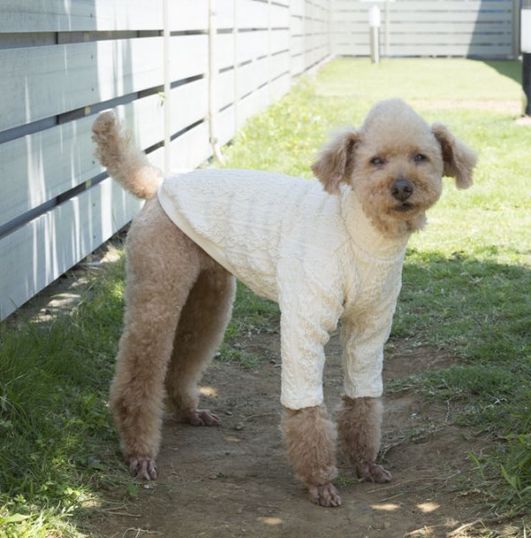 画像1: 犬服　ハイネック長袖Tシャツ型紙　小型犬〜中型犬用 (1)