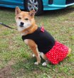 画像3: 犬服　ティアードワンピース型紙　小型犬〜中型犬用 (3)