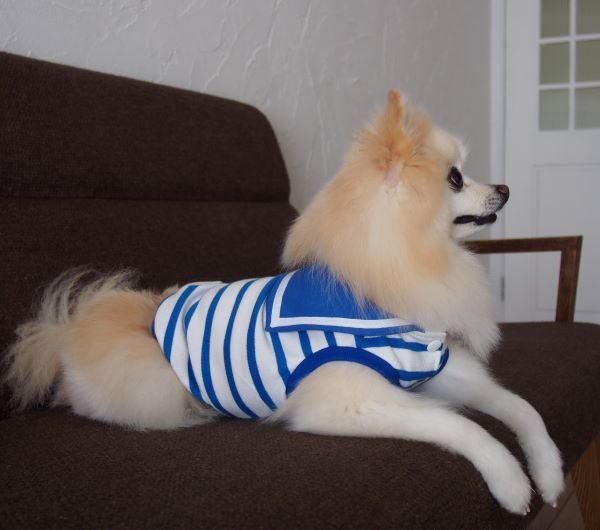 画像3: 犬服 セーラーカラータンクトップ型紙 小型犬〜中型犬用 (3)