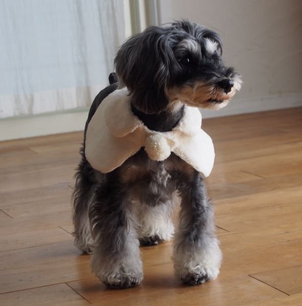 画像1: 犬服　ケープ型紙　小型犬〜中型犬用 (1)