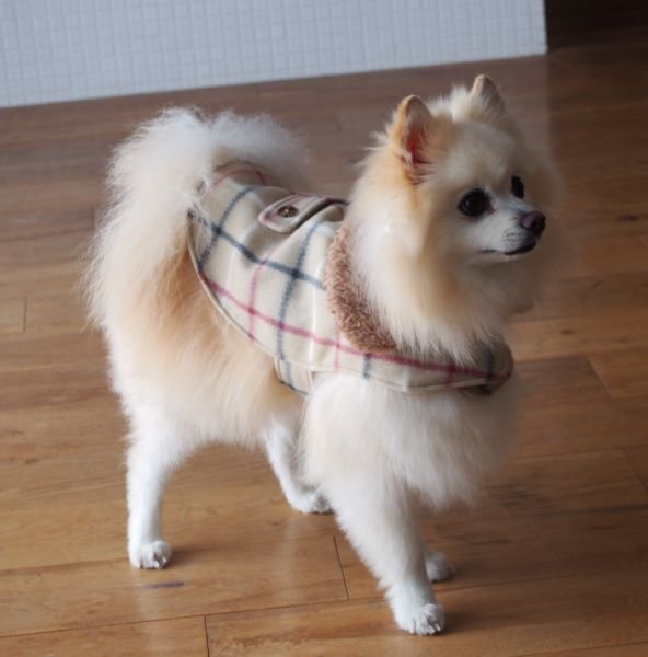 画像1: 犬服　おでかけコート型紙　小型犬〜中型犬用 (1)