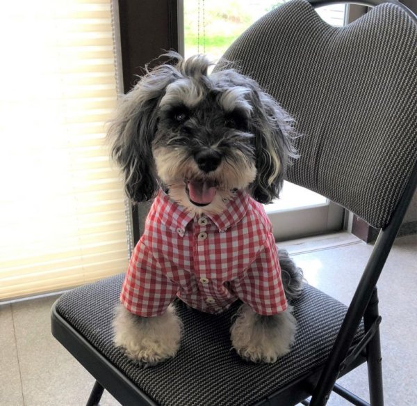 画像2: 犬服 ボタンダウンシャツ型紙 小型犬〜中型犬用 (2)