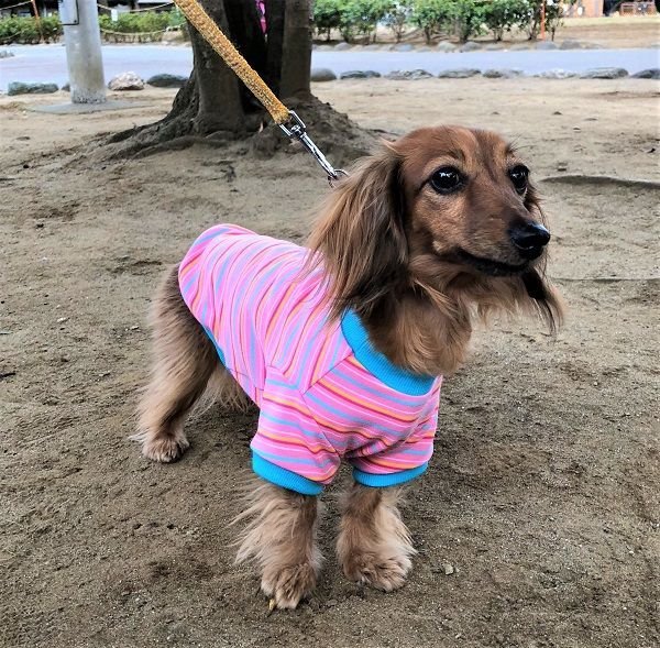 画像5: 犬服 Tシャツ型紙 小型犬〜中型犬用 (5)
