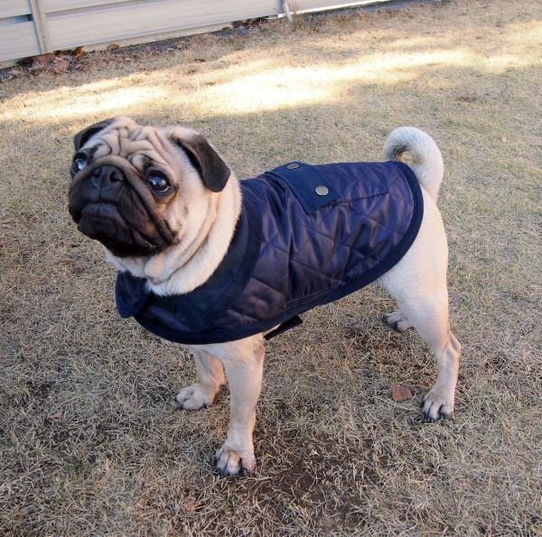 画像2: 犬服 キルティングコート型紙 小型犬〜中型犬用 (2)