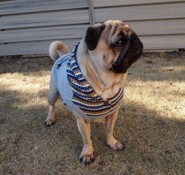 画像2: 犬服 パーカー型紙 小型犬〜中型犬用 (2)