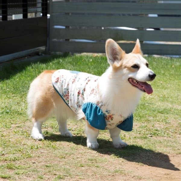 画像1: 犬服　キャップスリーブタンクトップ型紙　小型犬〜中型犬用 (1)