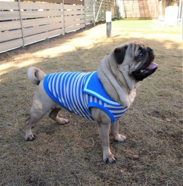 画像2: 犬服 セーラーカラータンクトップ型紙 小型犬〜中型犬用 (2)