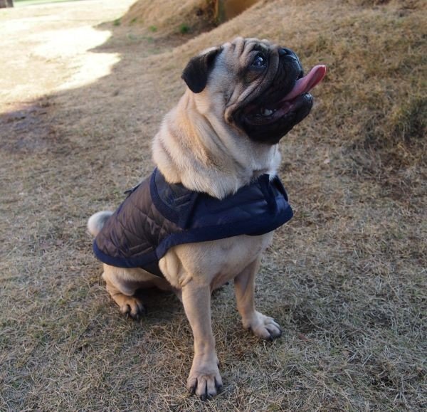 画像3: 犬服 キルティングコート型紙 小型犬〜中型犬用 (3)