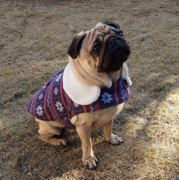 画像3: 犬服 おでかけコート型紙 小型犬〜中型犬用 (3)