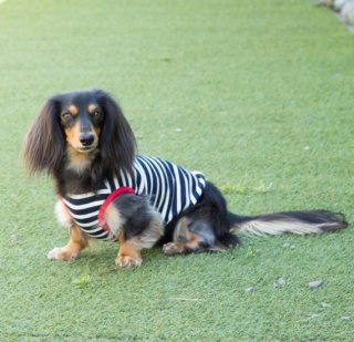 ハンドメイド　ラグランロンT　オーダー小型犬 楽天市場】[犬服型紙・小型犬用 犬服立体3Dパターン] ラグラン