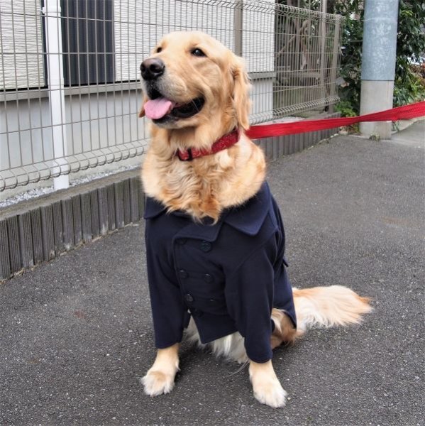 画像2: 犬服 ピーコート型紙 大型犬用 (2)