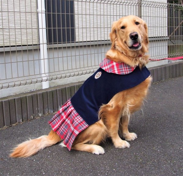 画像1: 犬服　プリーツワンピースコート型紙　大型犬用 (1)