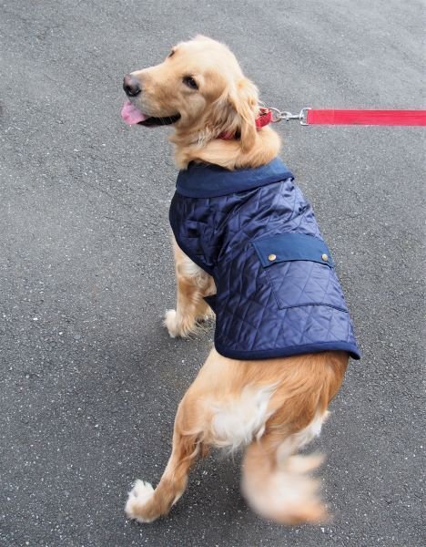 画像2: 犬服 キルティングコート型紙 大型犬用 (2)