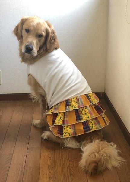 画像2: 犬服 ティアードワンピース型紙 大型犬用 (2)