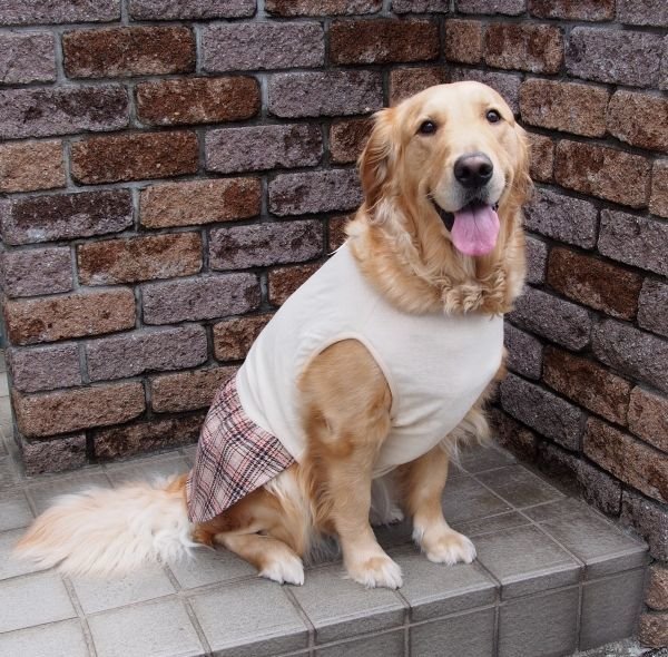 画像2: 犬服 ギャザーワンピース型紙 大型犬用 (2)