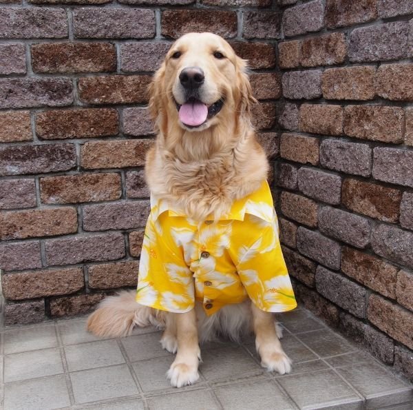 画像3: 犬服 アロハシャツ型紙 大型犬用 (3)