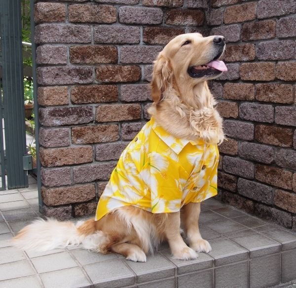 画像1: 犬服　アロハシャツ型紙　大型犬用 (1)