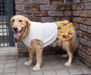 犬服デザインワンピース 見本