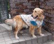 画像3: 犬服　キャップスリーブタンクトップ型紙　大型犬用 (3)