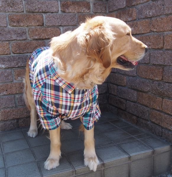 大型犬さん用お洋服　オーダー見本 はっぴーDOG 犬服 犬 服 秋冬 秋 冬 犬の服 おしゃれ トイ