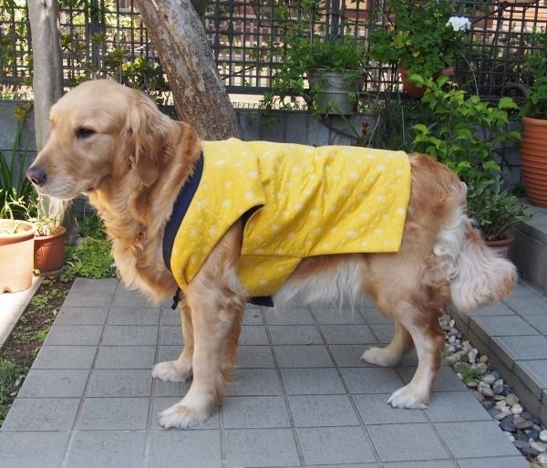 画像2: 犬服 ちゃんちゃんこ型紙 大型犬用 (2)