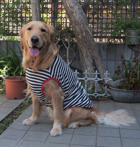 画像2: 犬服 タンクトップ型紙(パイピング仕様) 大型犬用 (2)