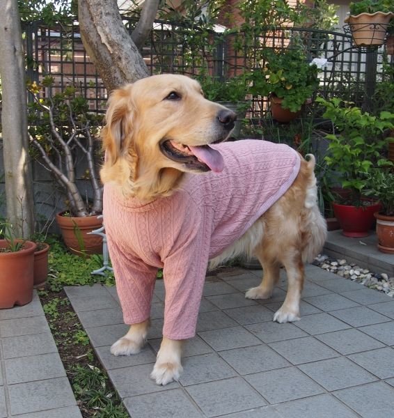 画像2: 犬服 ハイネック長袖Tシャツ型紙 大型犬用 (2)