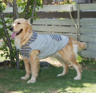犬服の型紙（大型犬）