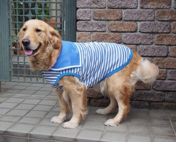 画像2: 犬服 セーラーカラータンクトップ型紙 大型犬用 (2)