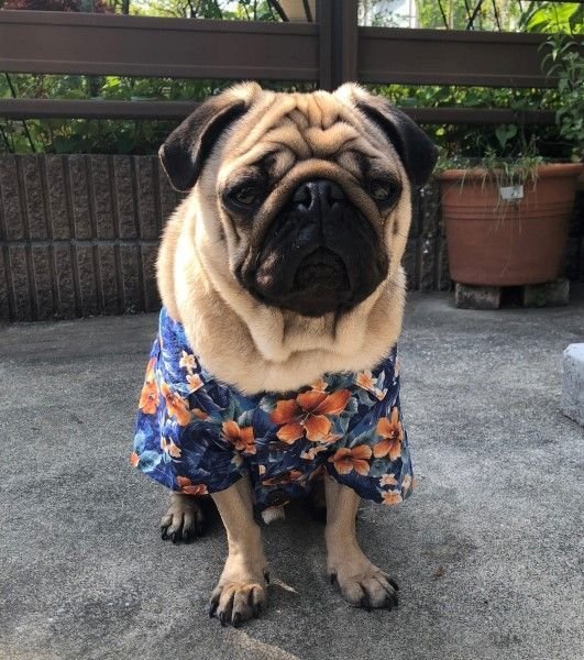 画像2: 犬服 アロハシャツ型紙 小型犬〜中型犬用 (2)