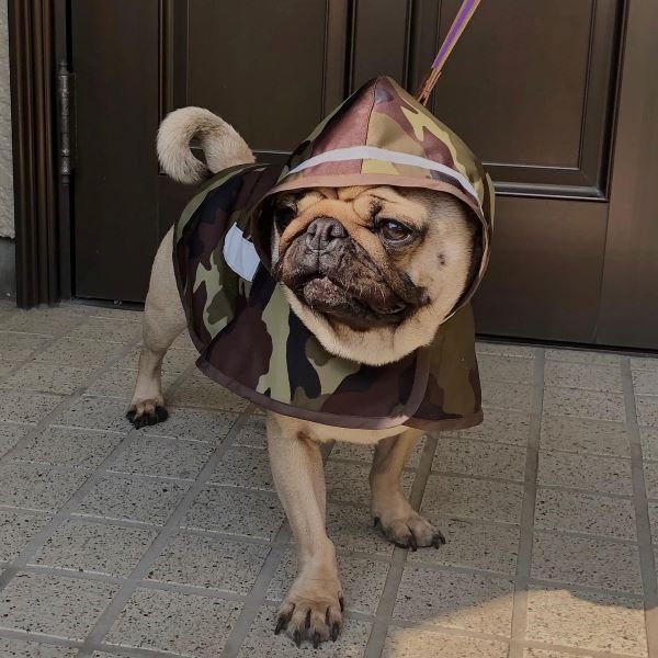 画像3: 犬服 レインコート型紙 小型犬〜中型犬用 (3)