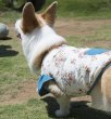 画像2: 犬服　キャップスリーブタンクトップ型紙　小型犬〜中型犬用 (2)