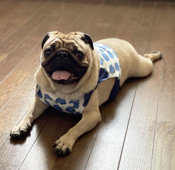 画像4: 【犬用】クールベスト型紙・小型犬用(P/XS/S) (4)