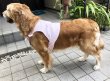 画像2: 【犬用】クールベスト型紙・大型犬用（L） (2)