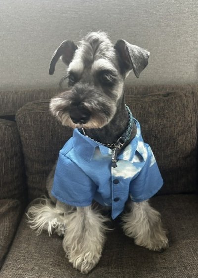 画像1: 犬服 アロハシャツ型紙 小型犬〜中型犬用